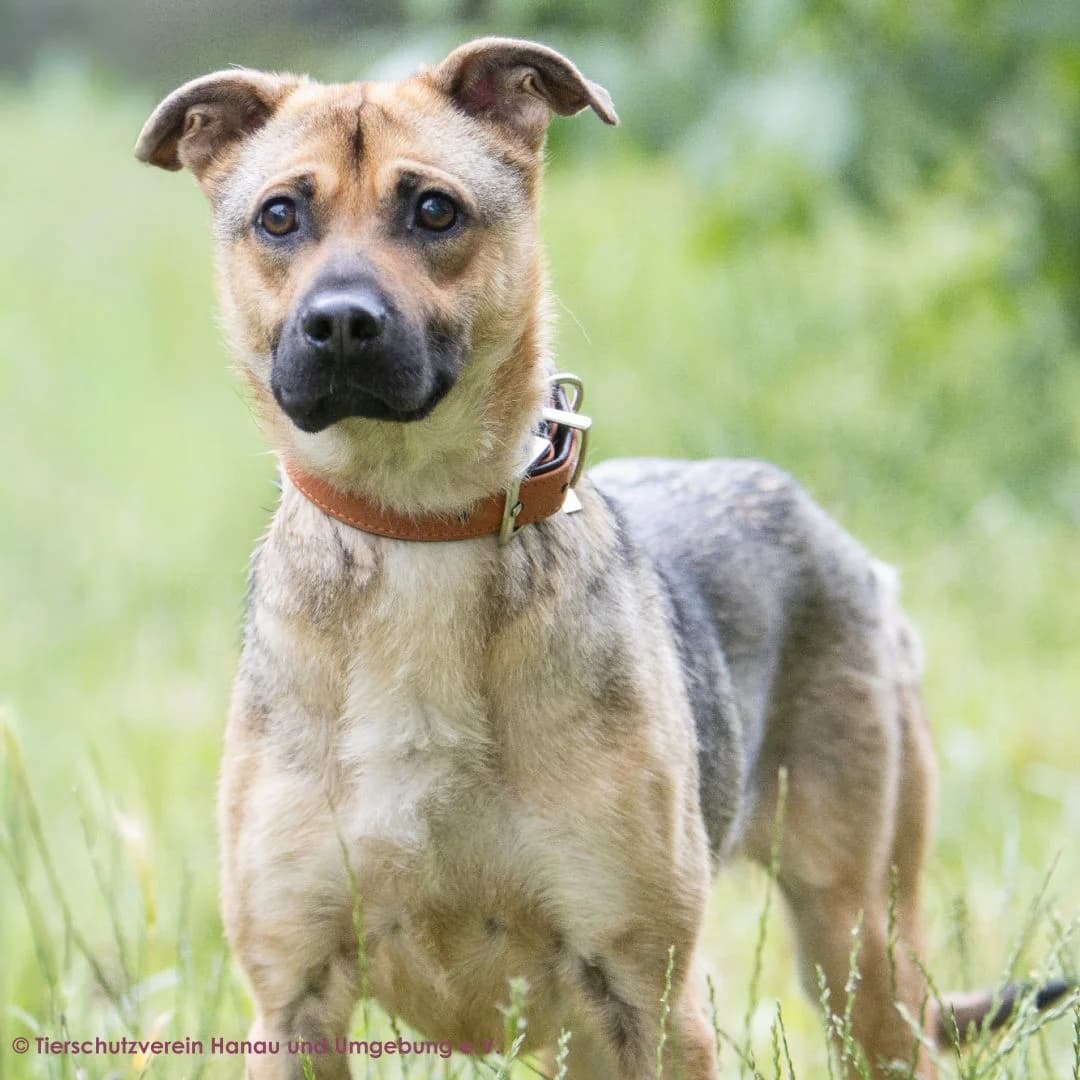 Simba, male young Mixed Breed for adoption at Tierschutz Hanau, Hanau