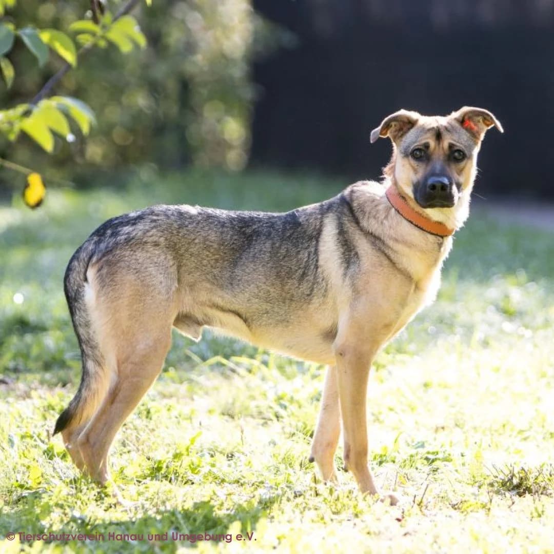 Simba, male young Mixed Breed for adoption at Tierschutz Hanau, Hanau