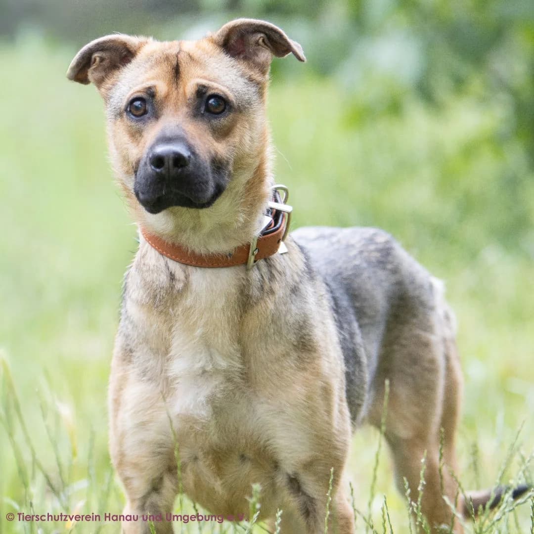 Simba, male young Mixed Breed for adoption at Tierschutz Hanau, Hanau