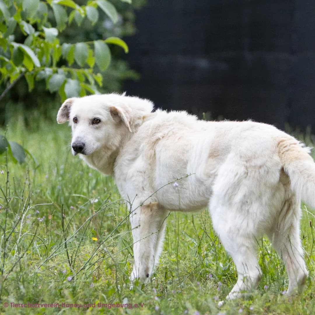 Benito, male senior Mixed Breed for adoption at Tierschutz Hanau, Hanau
