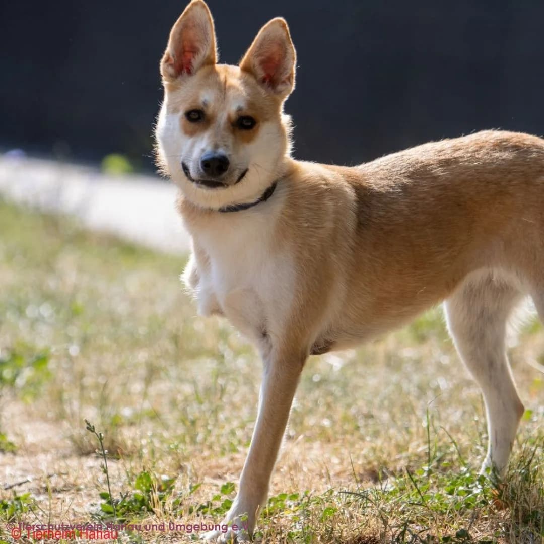 Cleo, female young Mixed Breed for adoption at Tierschutz Hanau, Hanau