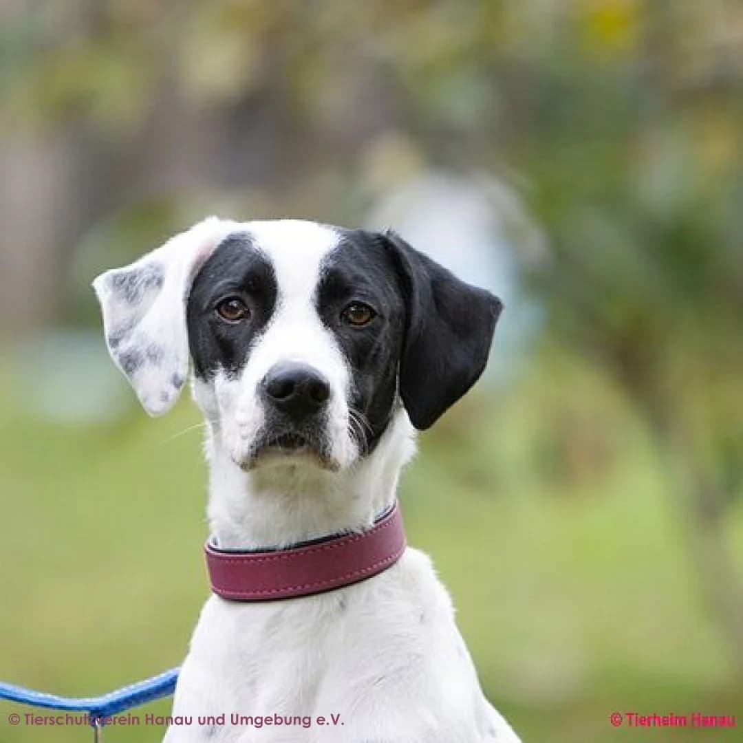 Micky, female young Mixed Breed for adoption at Tierschutz Hanau, Hanau