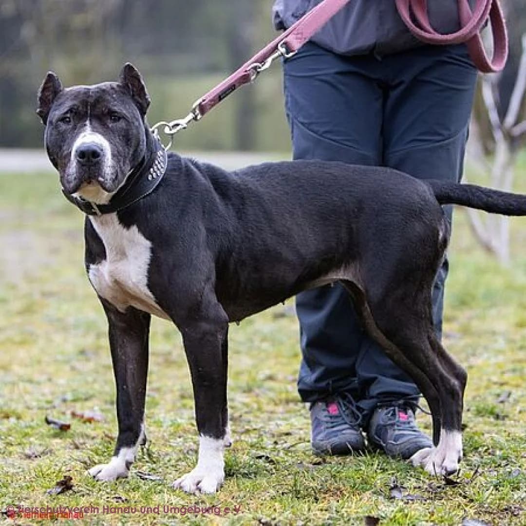 Rosi, female 4yo Pit Bull Terrier for adoption at Tierschutz Hanau, Hanau