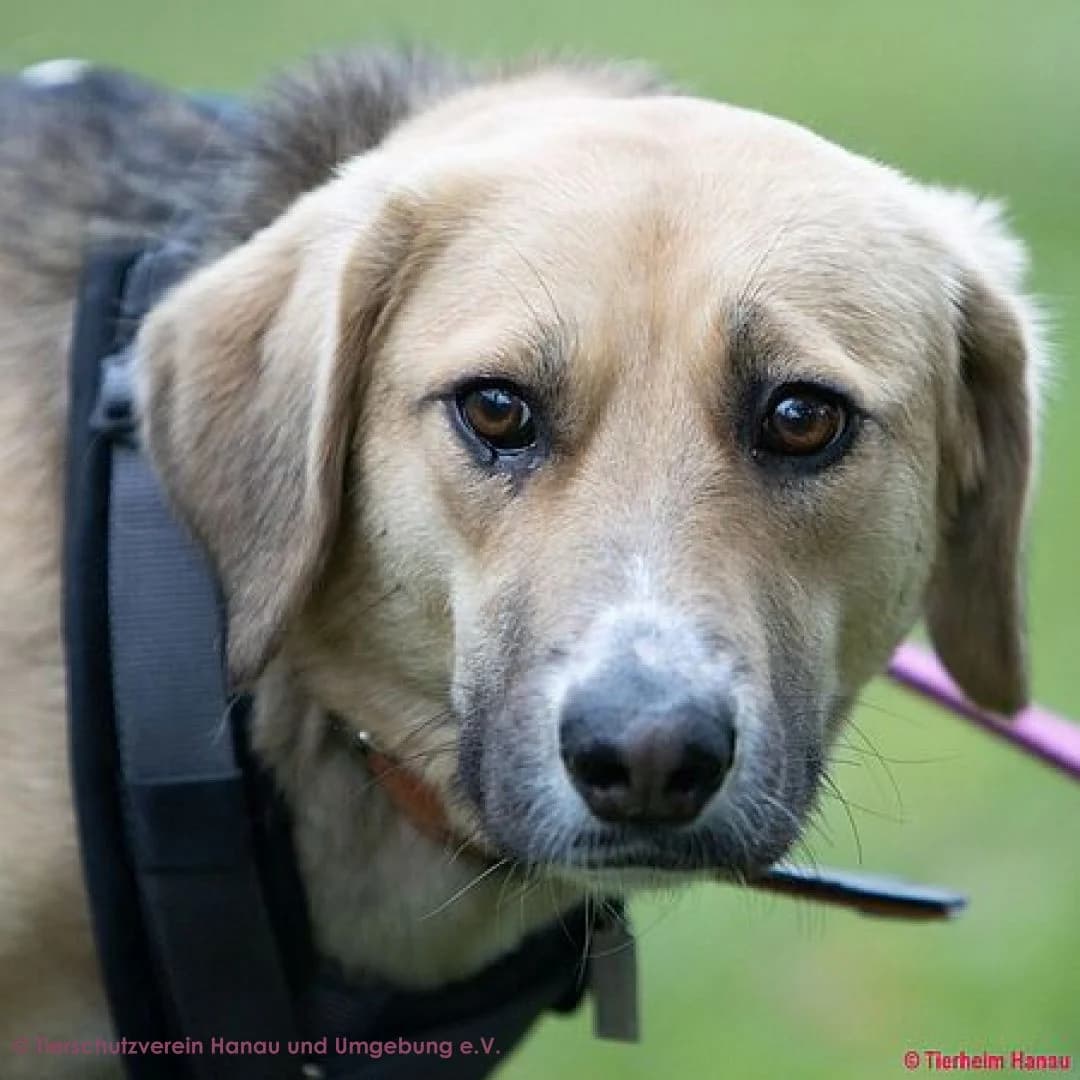 Reika, female young Mixed Breed for adoption at Tierschutz Hanau, Hanau