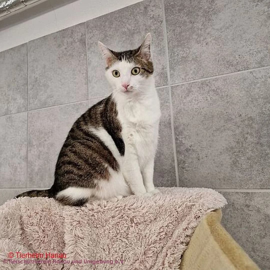 Mausi, male 4yo European Shorthair for adoption at Tierschutz Hanau, Hanau