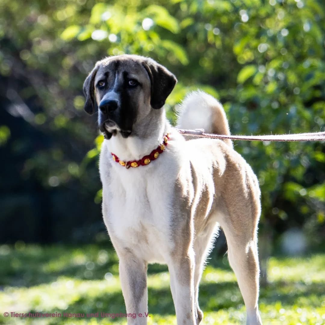 Raso, male puppy Kangal for adoption at Tierschutz Hanau, Hanau