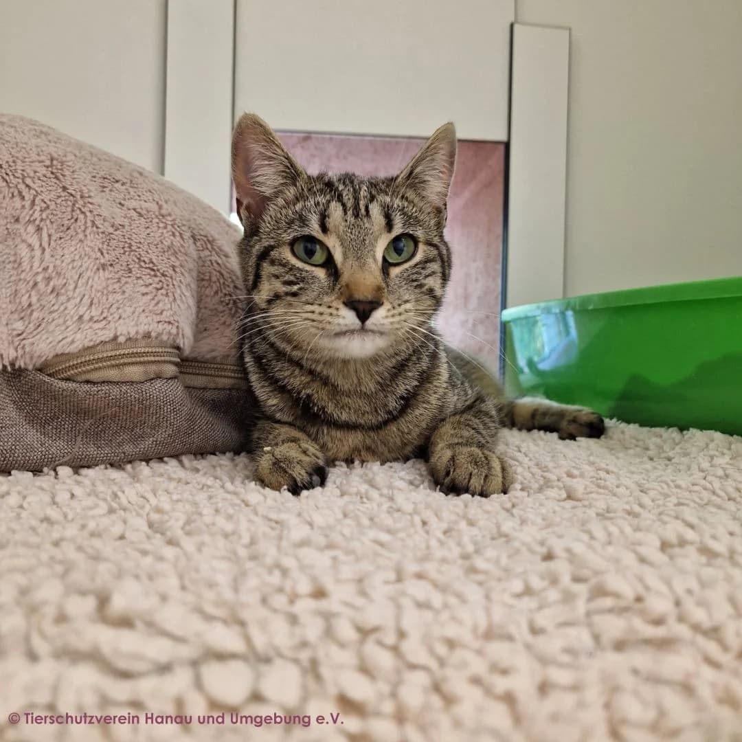 Toni, female young European Shorthair for adoption at Tierschutz Hanau, Hanau