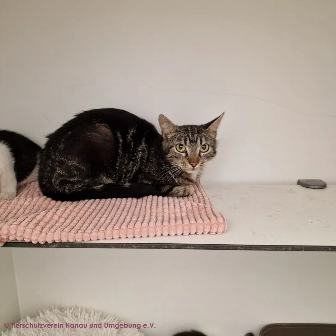 Pepper, female young European Shorthair for adoption at Tierschutz Hanau, Hanau