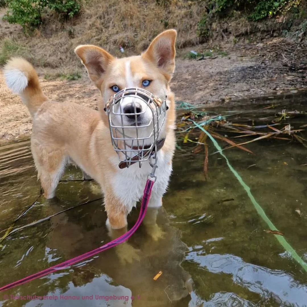 Conan, male young Husky for adoption at Tierschutz Hanau, Hanau