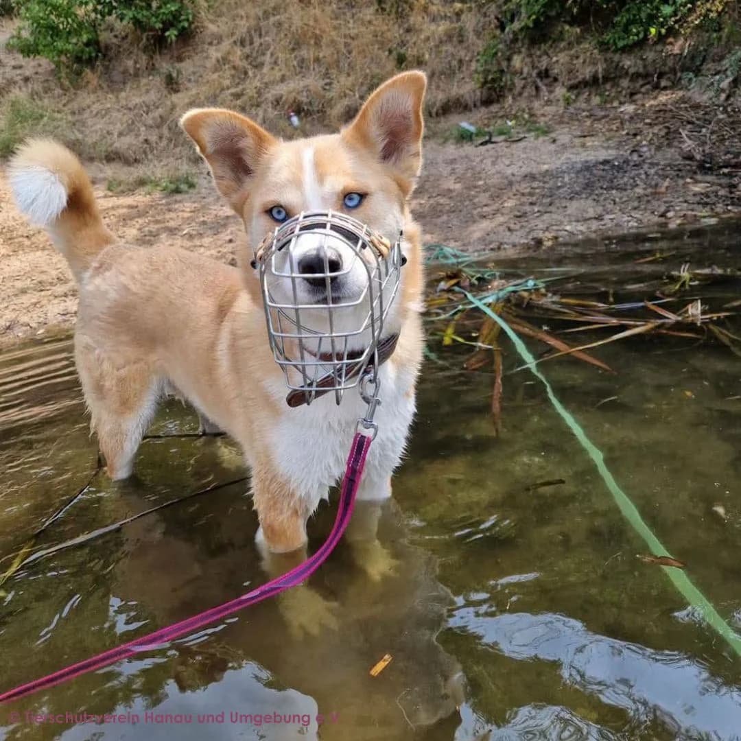 Conan, male young Husky for adoption at Tierschutz Hanau, Hanau