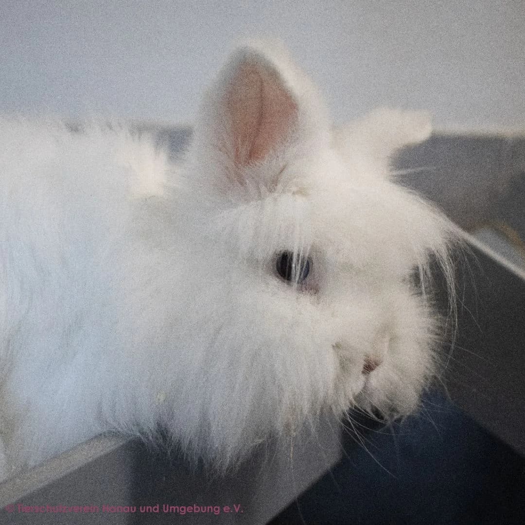 Milky, female mixed breed for adoption at Tierschutz Hanau, Hanau
