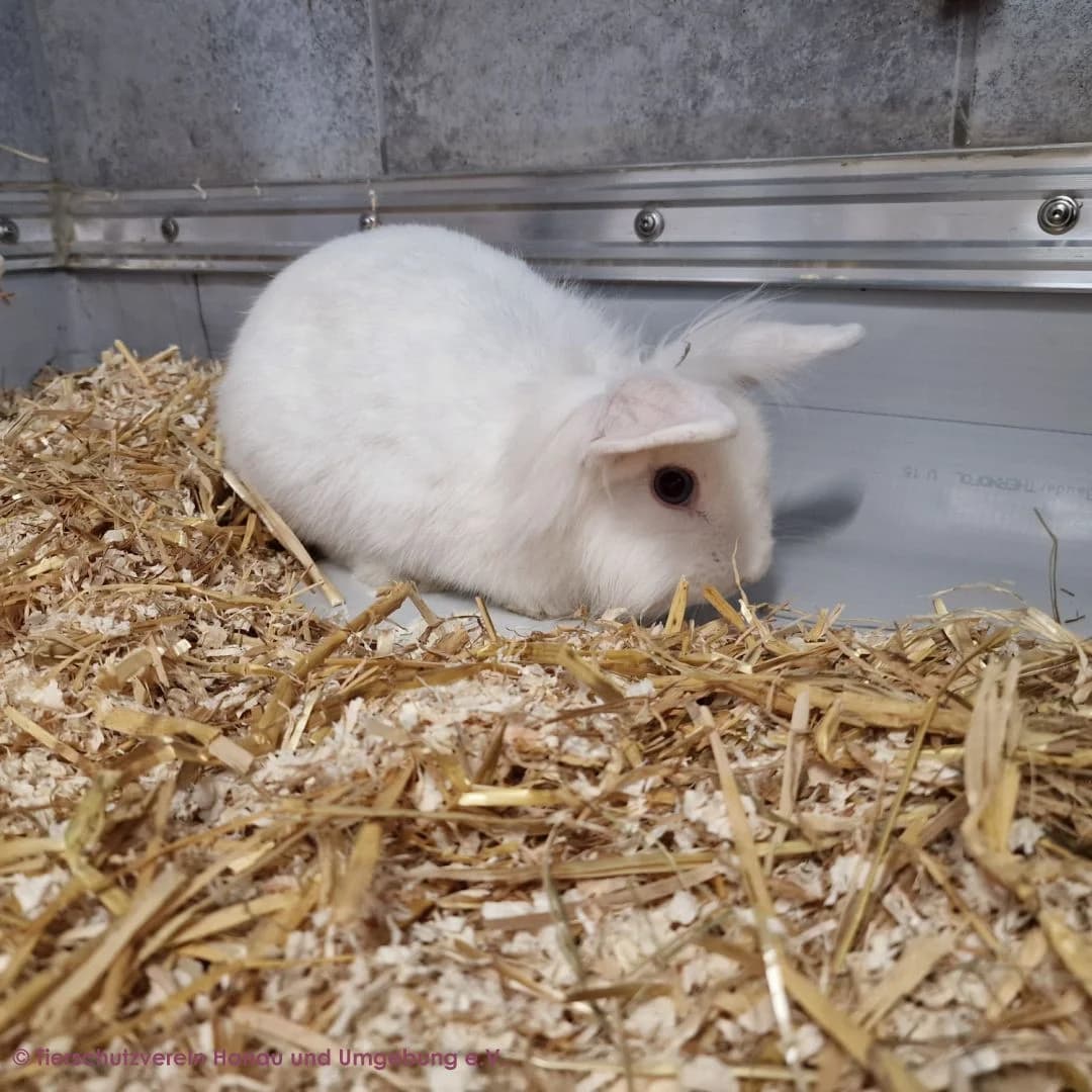 Alice, female puppy mixed breed for adoption at Tierschutz Hanau, Hanau