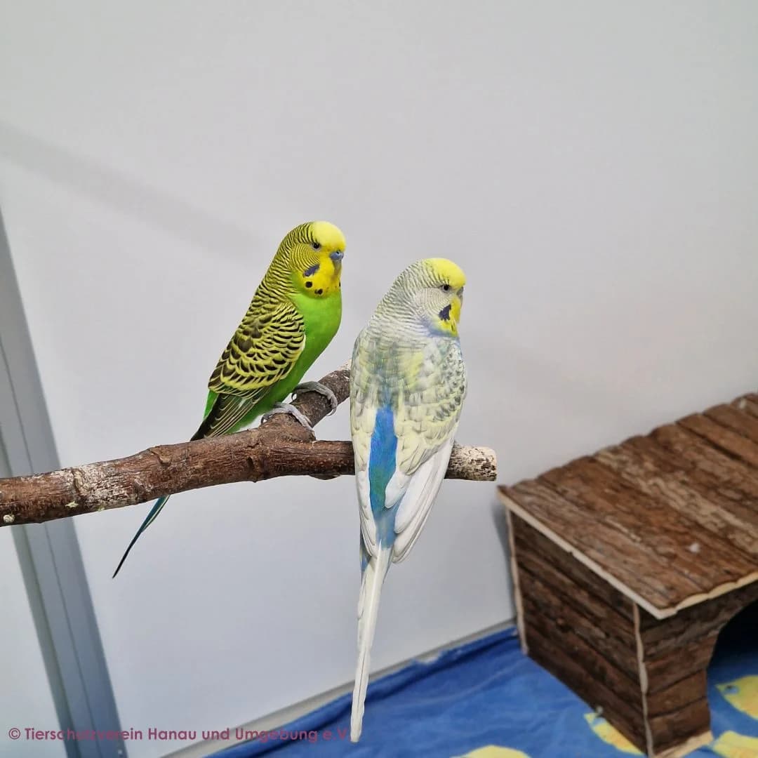 Tortie, Toto und Bubi, male mixed breed for adoption at Tierschutz Hanau, Hanau