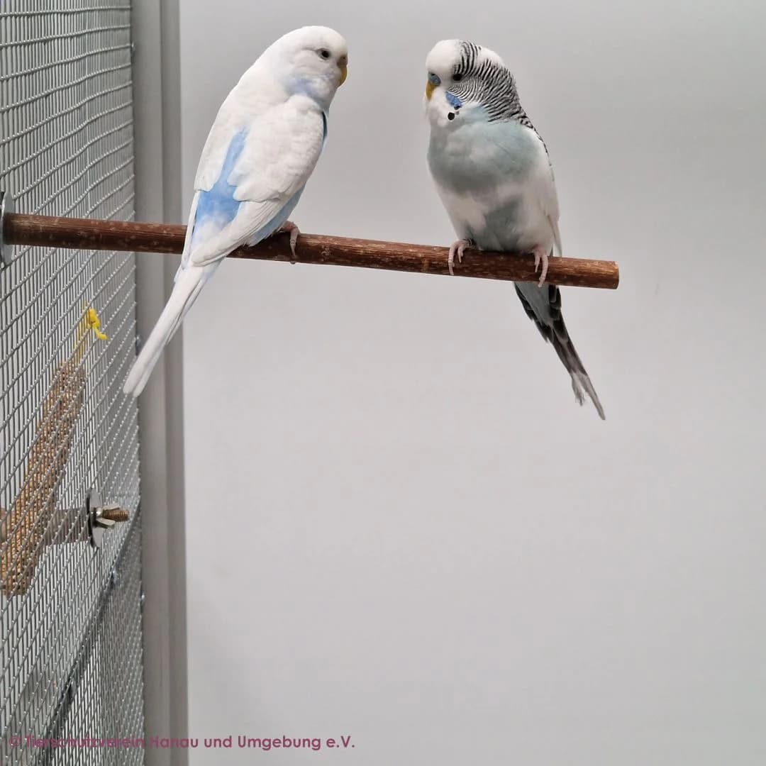 Fandok, Bello, Fendug und Atish, male young mixed breed for adoption at Tierschutz Hanau, Hanau