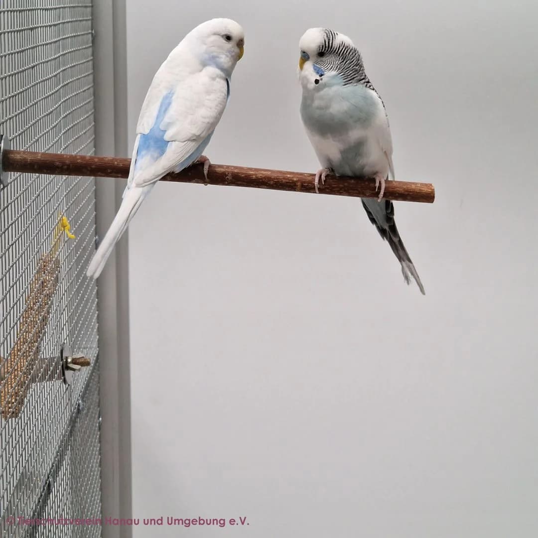 Fandok, Bello, Fendug und Atish, male young mixed breed for adoption at Tierschutz Hanau, Hanau