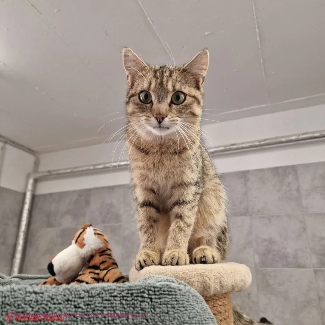 Lionel, male young European Shorthair for adoption at Tierschutz Hanau, Hanau