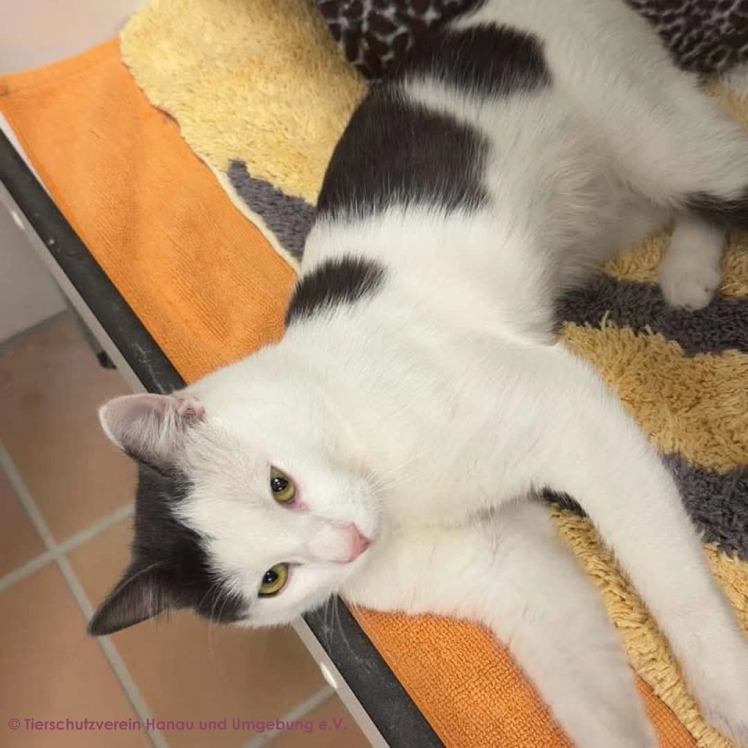 Jordan, male young European Shorthair for adoption at Tierschutz Hanau, Hanau