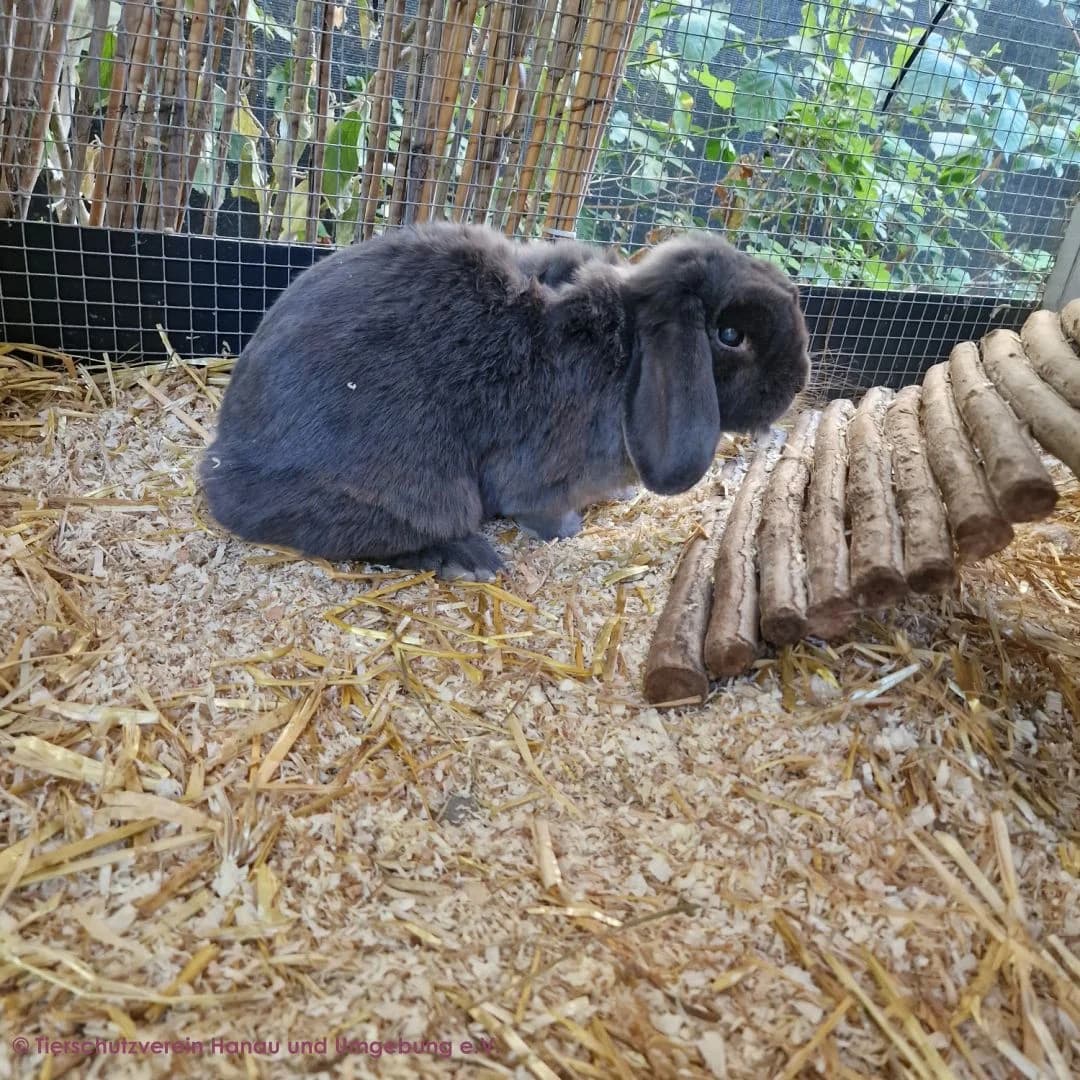 Fleckchen und Flauschi, male 4yo mixed breed for adoption at Tierschutz Hanau, Hanau