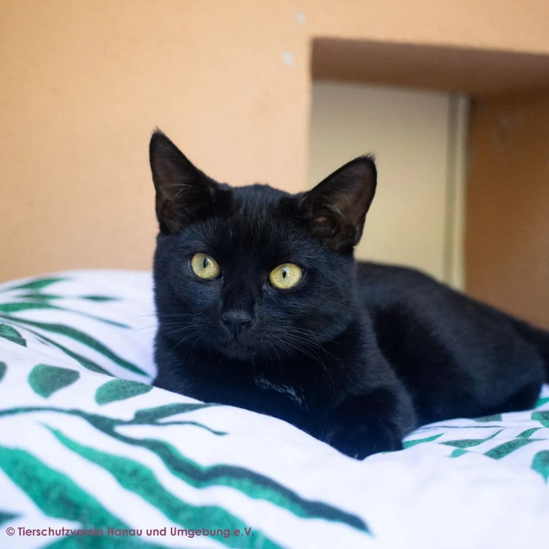 Maks (Макс), male European Shorthair for adoption at Shepa Kavadartsi