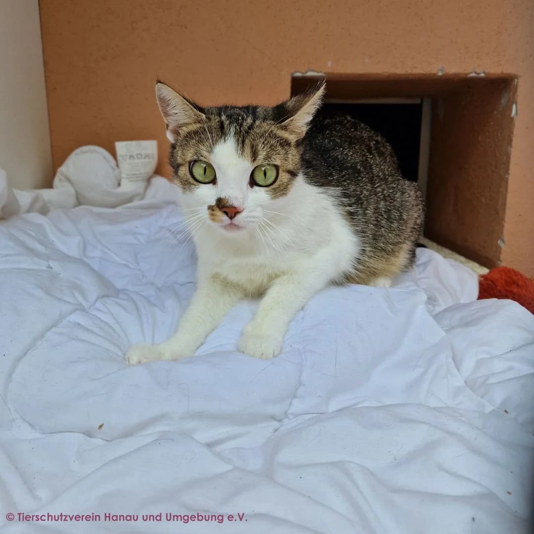 Scary, female young European Shorthair for adoption at Tierschutz Hanau, Hanau