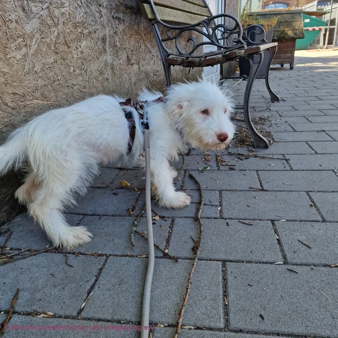 Leni, female puppy Mixed Breed for adoption at Tierschutz Hanau, Hanau