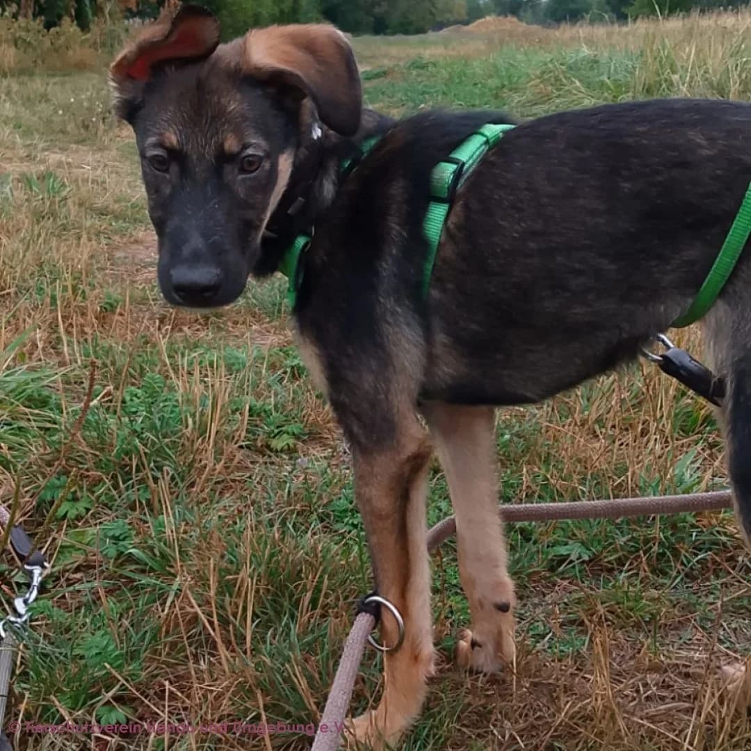 Maja, female puppy Mixed Breed for adoption at Tierschutz Hanau, Hanau