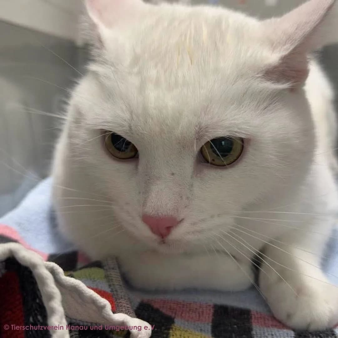 Leon, male 5yo European Shorthair for adoption at Tierschutz Hanau, Hanau