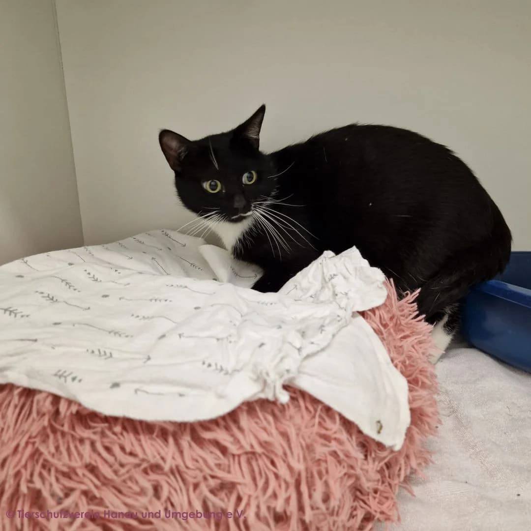 Ruben, male young European Shorthair for adoption at Tierschutz Hanau, Hanau