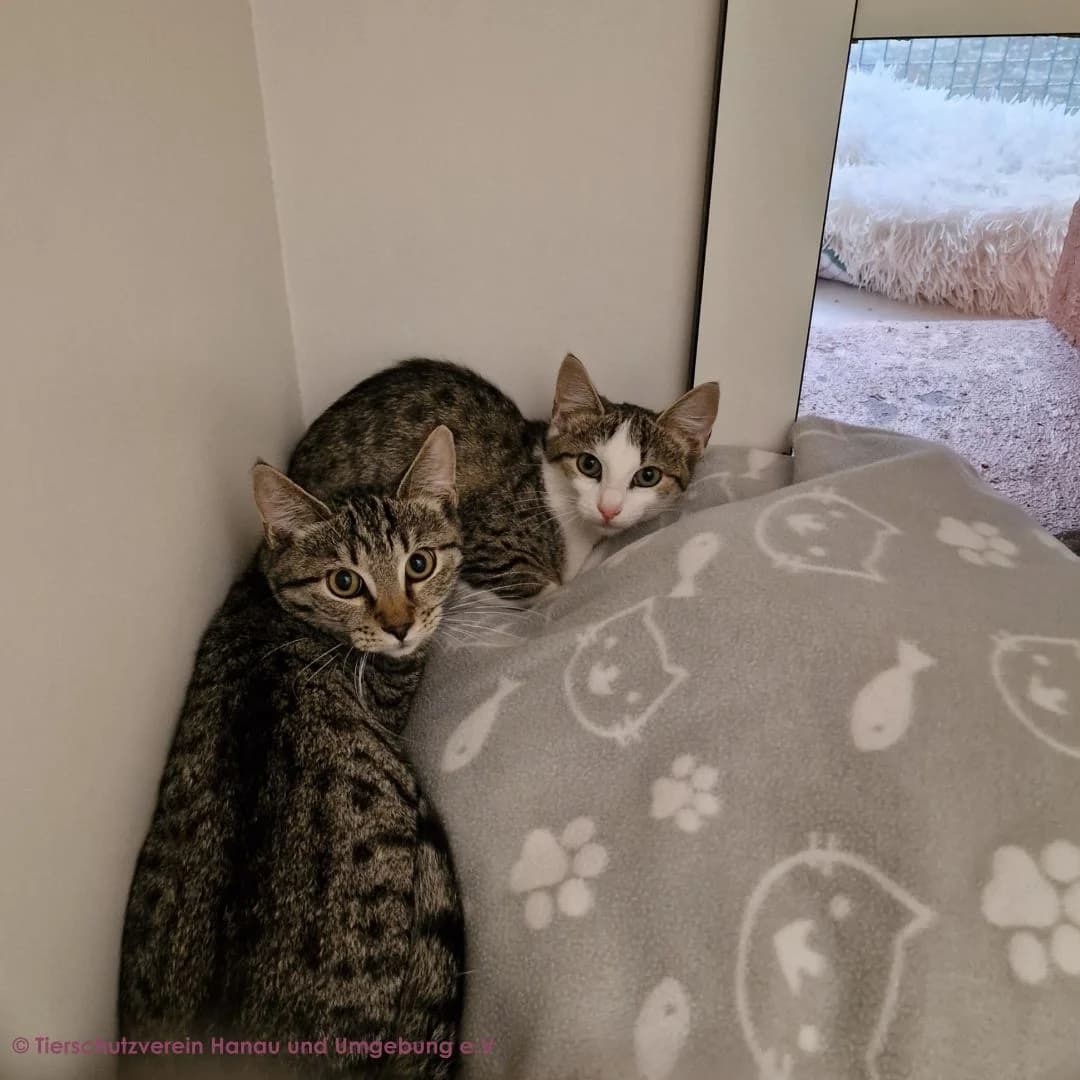 Makani und Malva, male puppy European Shorthair for adoption at Tierschutz Hanau, Hanau