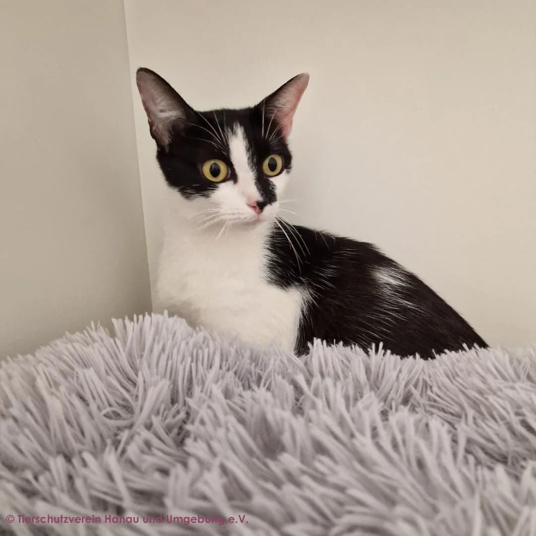 Paula, female young European Shorthair for adoption at Tierschutz Hanau, Hanau