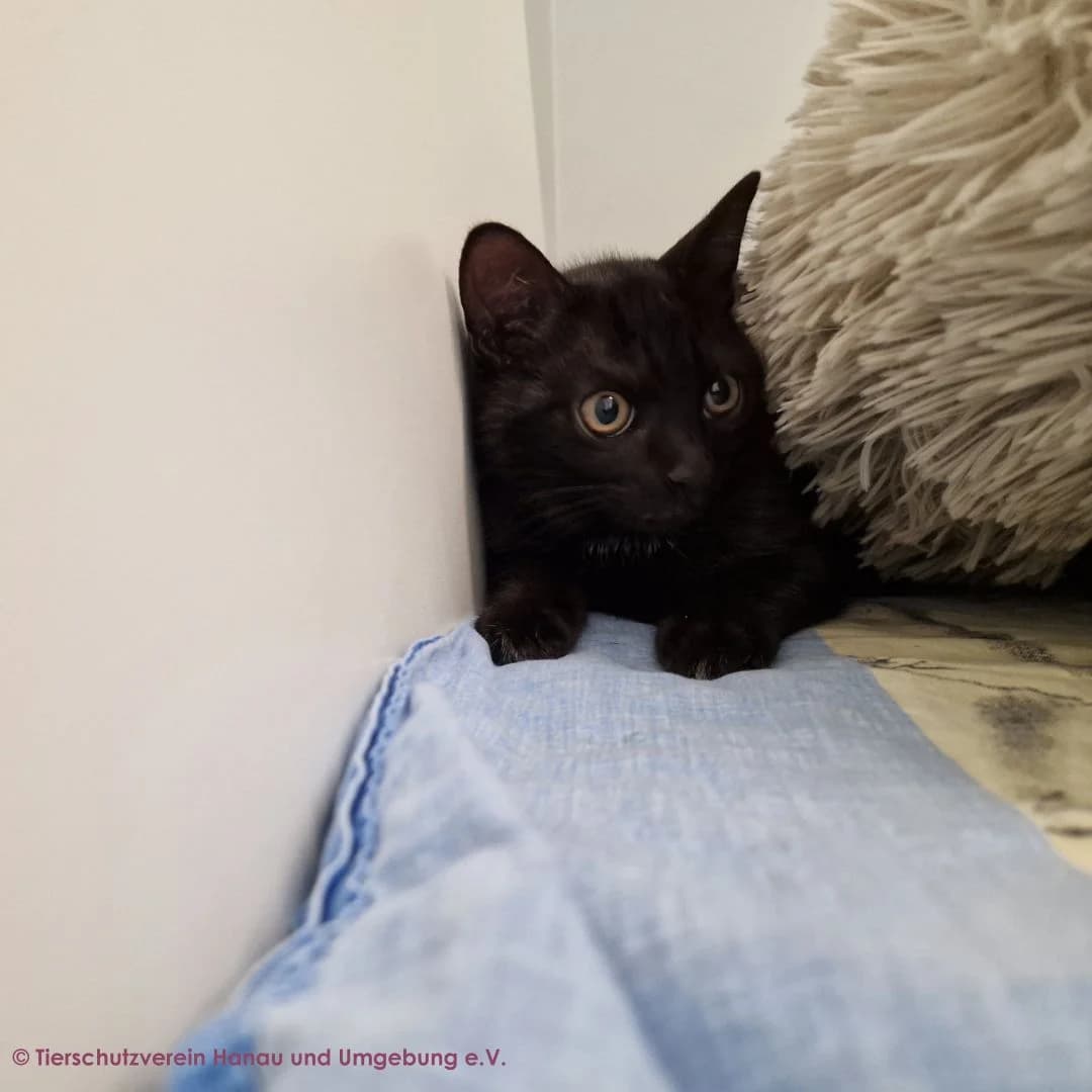 Robin und Toni 1, female puppy European Shorthair for adoption at Tierschutz Hanau, Hanau