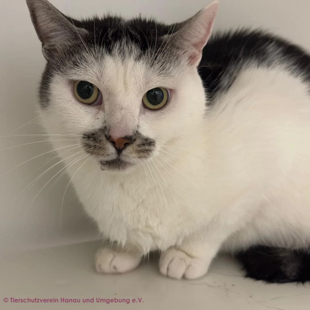 Silber, silber male 5yo European Shorthair for adoption at Tierschutz Hanau, Hanau