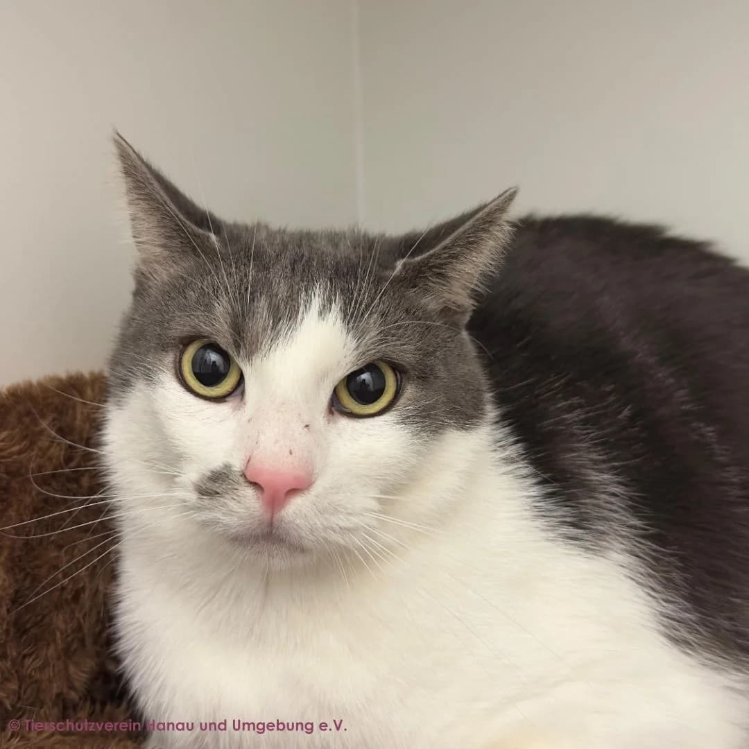Feuer, silber male 5yo European Shorthair for adoption at Tierschutz Hanau, Hanau