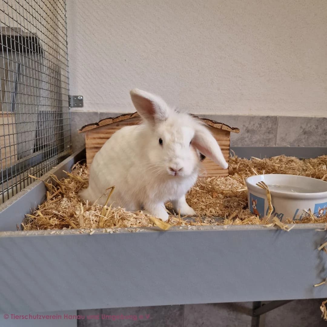 Saga, female mixed breed for adoption at Tierschutz Hanau, Hanau