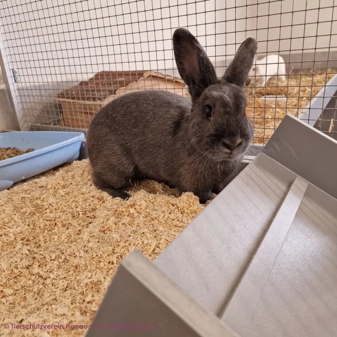 Bunny, female mixed breed for adoption at Tierschutz Hanau, Hanau
