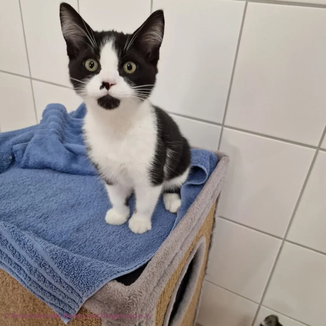 Michel, male puppy European Shorthair for adoption at Tierschutz Hanau, Hanau