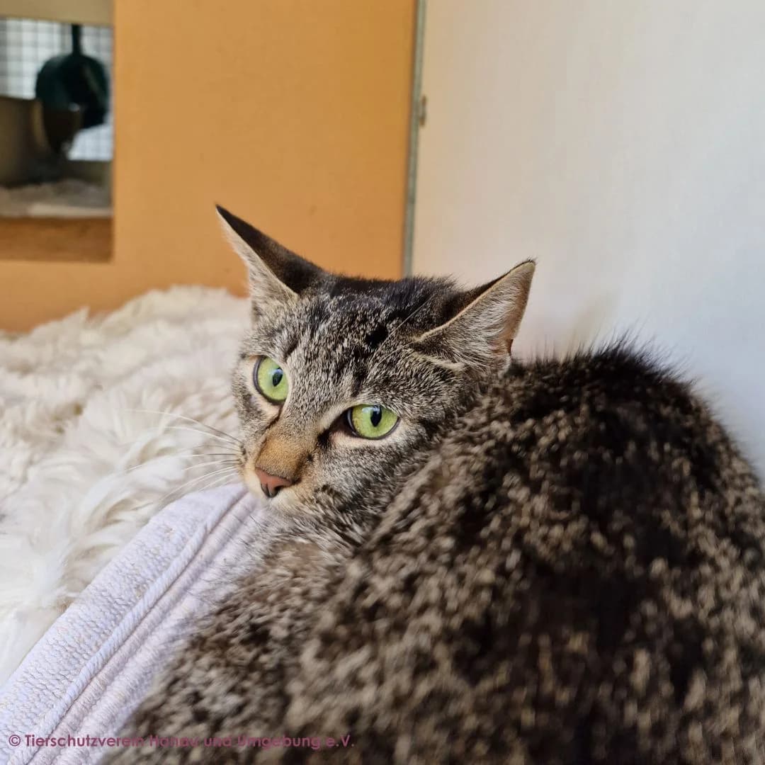 Elsa, female 3yo European Shorthair for adoption at Tierschutz Hanau, Hanau