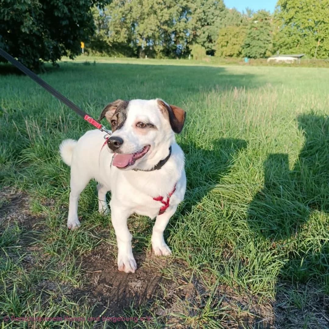 Feivel, male puppy Mixed Breed for adoption at Tierschutz Hanau, Hanau