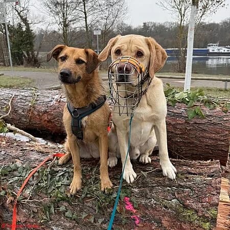 Trixie und Buddy (rechts), Mixed Breed for adoption at Tierschutz Hanau, Hanau