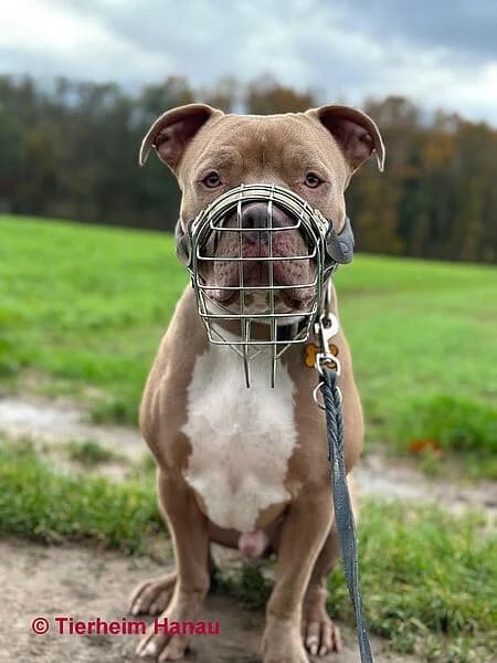 Chiko, braun male young Mixed Breed for adoption at Tierschutz Hanau, Hanau