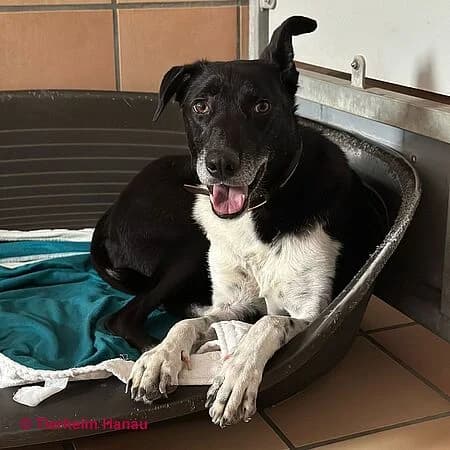 Chap, schwarz male 4yo Mixed Breed for adoption at Tierschutz Hanau, Hanau