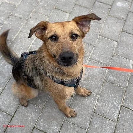 Trixie, braun female 5yo Mixed Breed for adoption at Tierschutz Hanau, Hanau