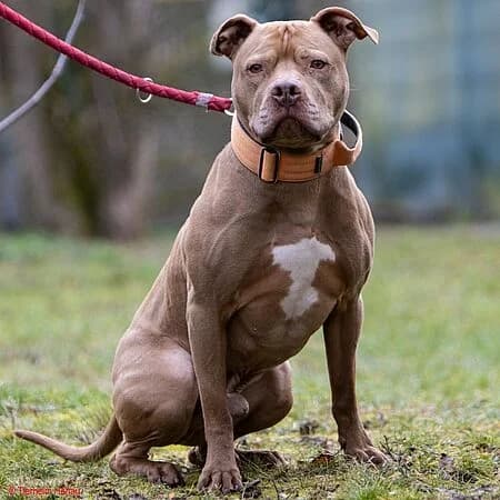 Biggie, braun male senior Mixed Breed for adoption at Tierschutz Hanau, Hanau