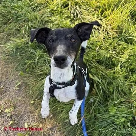 Blacky, schwarz male young Mixed Breed for adoption at Tierschutz Hanau, Hanau