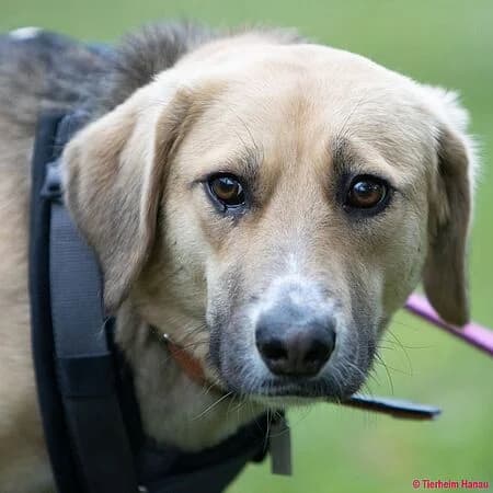 Reika, braun female 3yo Mixed Breed for adoption at Tierschutz Hanau, Hanau
