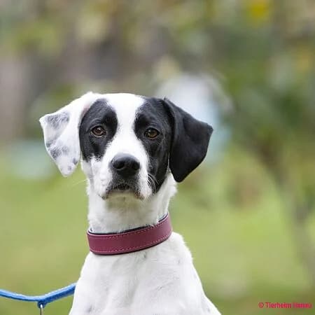 Micky, schwarz female young Mixed Breed for adoption at Tierschutz Hanau, Hanau