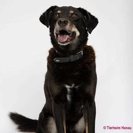 Othello, schwarz male senior Mixed Breed for adoption at Tierschutz Hanau, Hanau