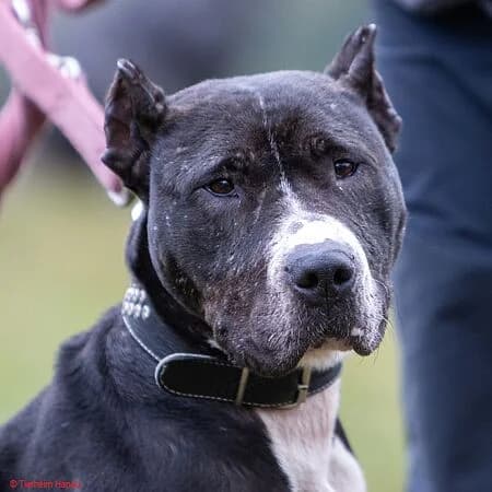 Rosi, schwarz female young Mixed Breed for adoption at Tierschutz Hanau, Hanau