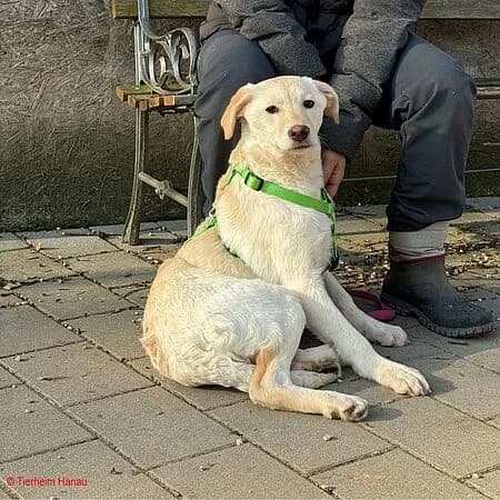 Cleo, rot female 3yo Mixed Breed for adoption at Tierschutz Hanau, Hanau