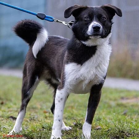 Churchill, schwarz male young Mixed Breed for adoption at Tierschutz Hanau, Hanau